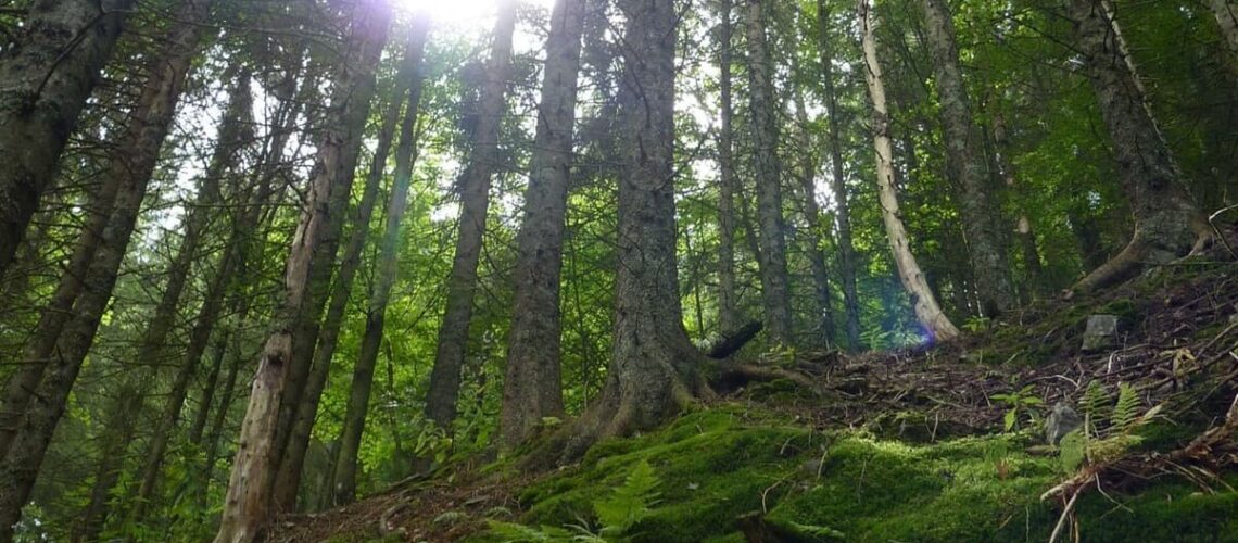 la-foresta-nera-un-paradiso-per-lescursionismo-recovery-energy